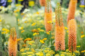 Afbeelding voor Top 22 planten met oranje bloemen voor in de tuin