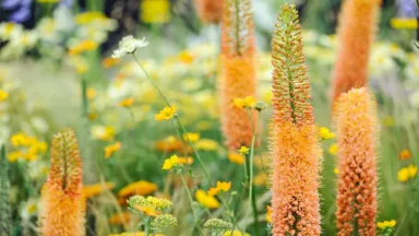 thumbnail voor Top 22 planten met oranje bloemen voor in de tuin