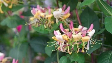 thumbnail voor Klimplanten met bloemen: 16 schitterende keuzes