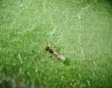 De sluipwesp Aphidius Colemani.