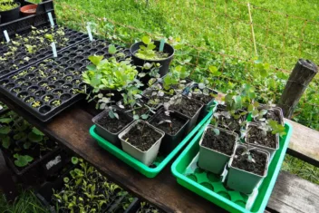 Jonge planten zijn in een kweekbak gezet om gemakkelijk water te kunnen geven.