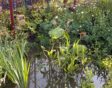 Vijver met groene vijverplanten.