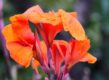 De oranje-rode bloem van Canna 'Tropicana'.