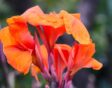 De oranje-rode bloem van Canna 'Tropicana'.