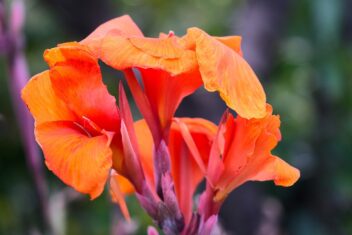 De oranje-rode bloem van Canna 'Tropicana'.