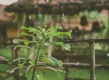 Water besparen in de tuin? Dit zijn 7 tips voor de zomer