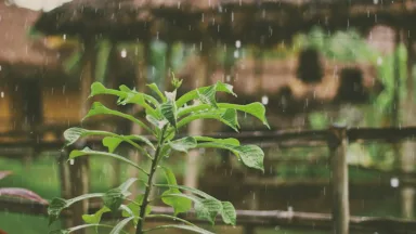 thumbnail voor Water besparen in de tuin? Dit zijn 7 tips voor de zomer
