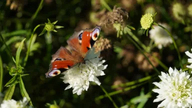 Laat bloemen staan op je pluktuin als boeket aan je tuindieren in juli en augustus.