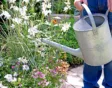 Gaura planten is niet moeilijk met dit stappenplan.