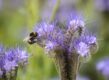 Een hommel op een paarse bloem: Phacelia.