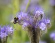 Een hommel op een paarse bloem: Phacelia.