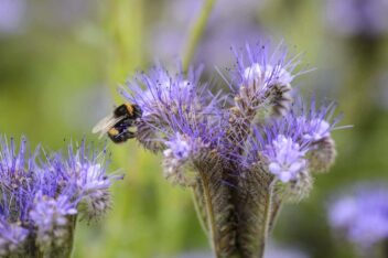 Een hommel op een paarse bloem: Phacelia.
