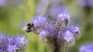 Een hommel op een paarse bloem: Phacelia.
