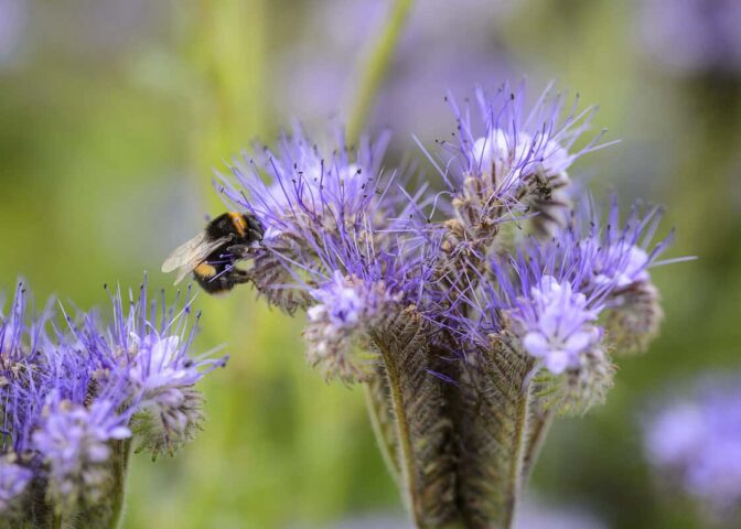 Een hommel op een paarse bloem: Phacelia.