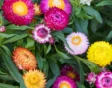 Tijd om te oogsten op de pluktuin in juli en augustus.