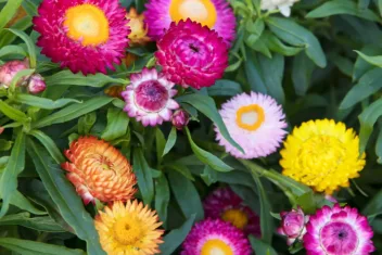 Tijd om te oogsten op de pluktuin in juli en augustus.