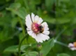 Zaai bloemen zoals zinnia tijdens juli en augustus.