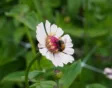 Zaai bloemen zoals zinnia tijdens juli en augustus.