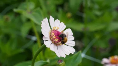 Zaai bloemen zoals zinnia tijdens juli en augustus.