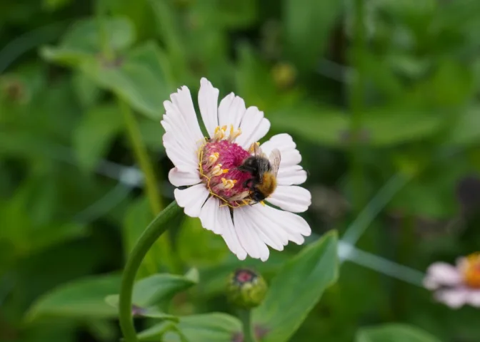 Zaai bloemen zoals zinnia tijdens juli en augustus.