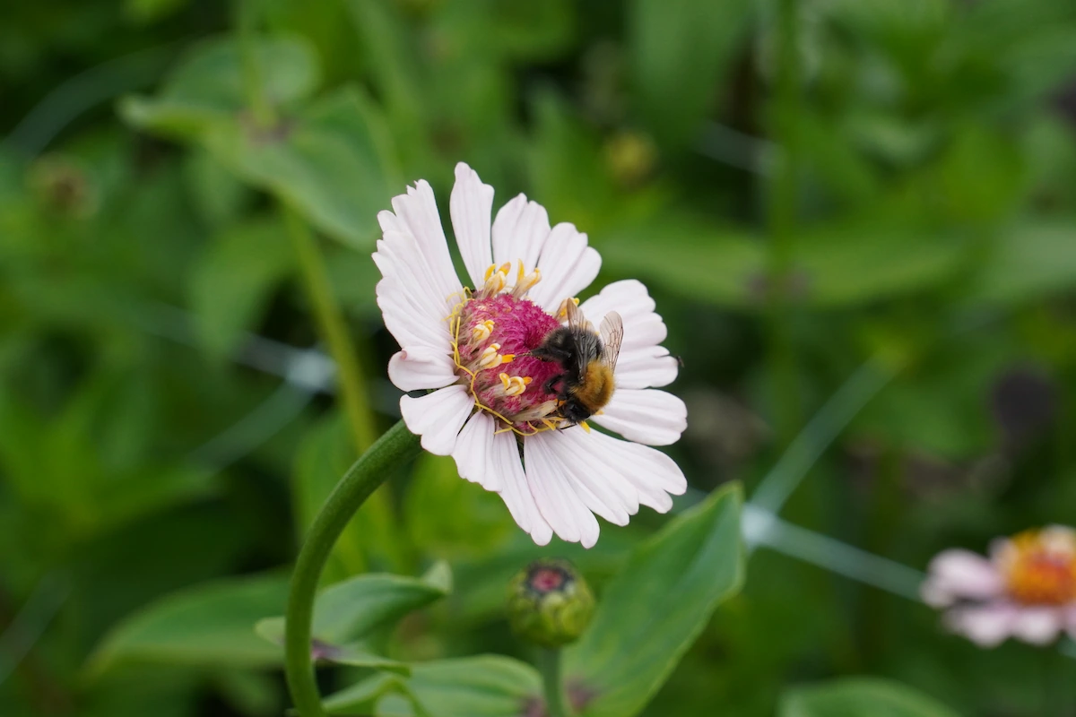 Zaai bloemen zoals zinnia tijdens juli en augustus.