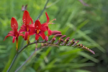 Crocosmia Lucifer