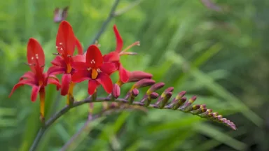 Crocosmia Lucifer