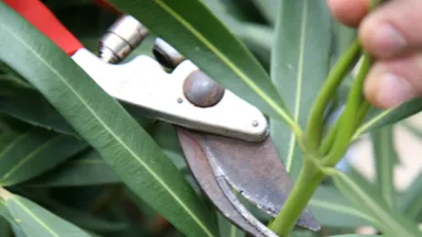 oleander snoeien