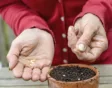 Tuin ideeen klein budget; paprika zaaien