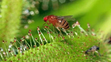 Een fruitvliegje op een groene plant, sterk ingezoomd.