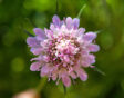 Close-up van de paarse bloem van Scabiosa.