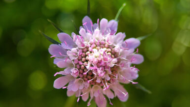 Close-up van de paarse bloem van Scabiosa.