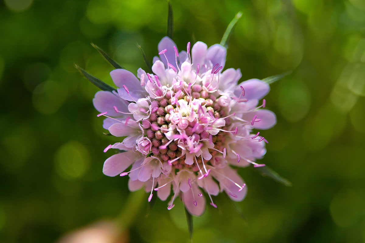 Close-up van de paarse bloem van Scabiosa.