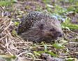 Egel in de tuin