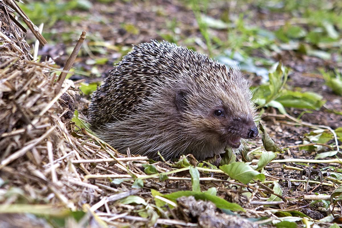 Egel in de tuin