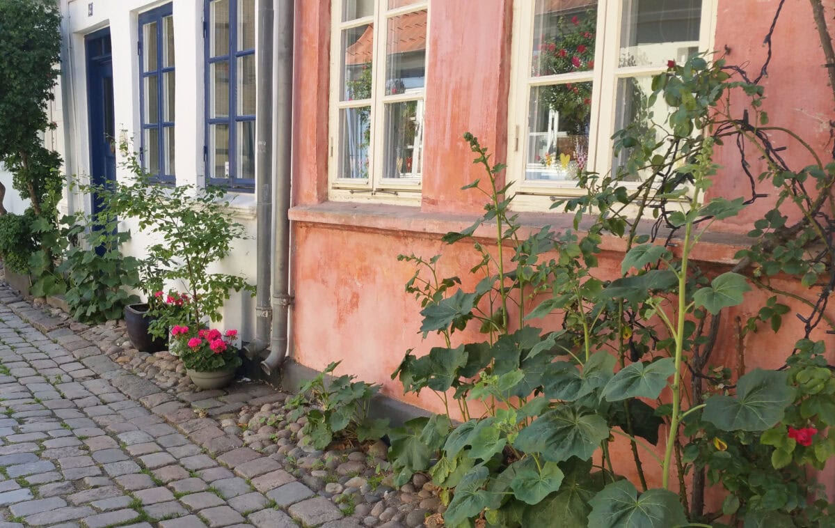 Onder andere stokrozen in een geveltuin voor een terracottakleurig huis.