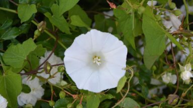 Witte bloem van haagwinde.
