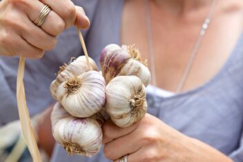 Iemand bindt knoflook bij elkaar.