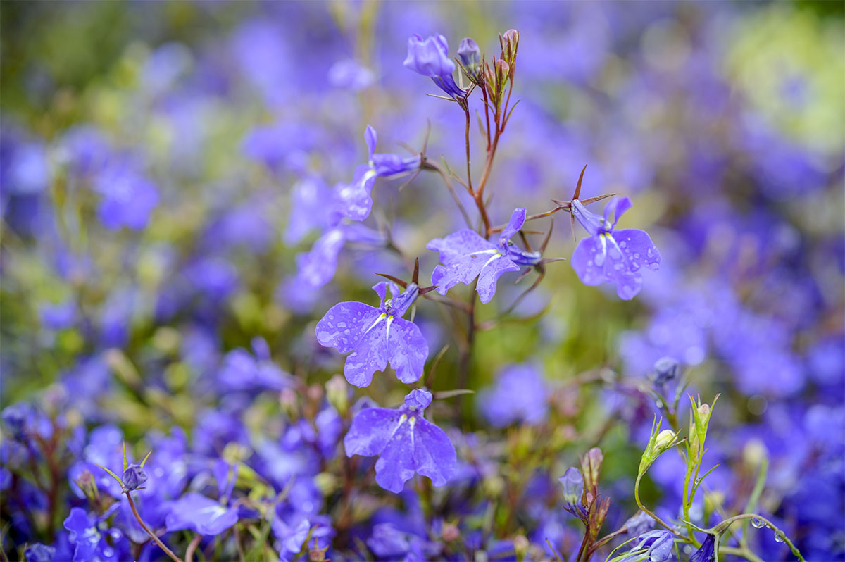 De paarse bloemen van de Lobelia-plant.