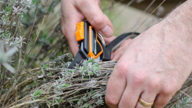 Je mag lavendel flink terugsnoeien!