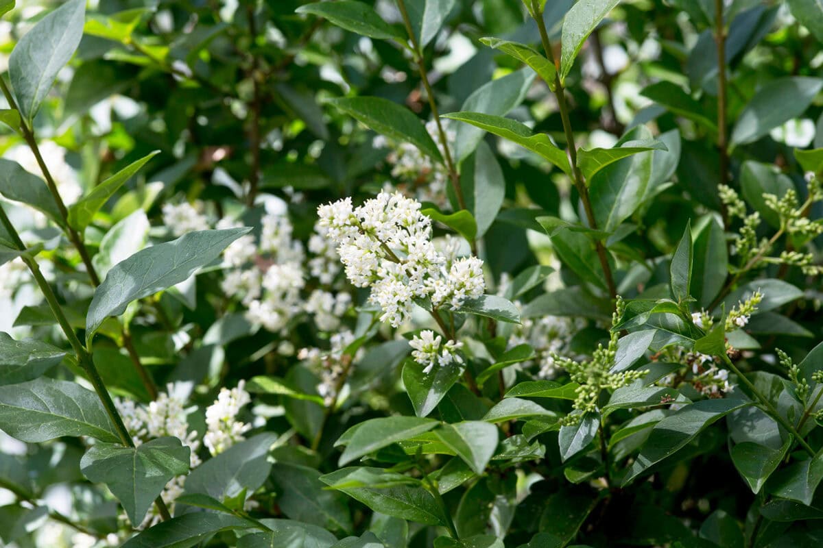 Groen blad en witte bloemen van de liguster