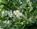 Groen blad en witte bloemen van de liguster