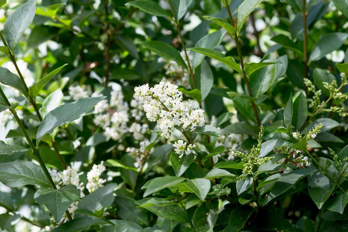 Groen blad en witte bloemen van de liguster