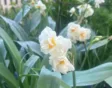 Win bloembollen zoals Narcissus 'Bridal Crown' tijdens de Bloembollenparade 2024.