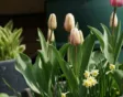 Win mooie tulpen en narcissen met de Bloembollenparade 2024.