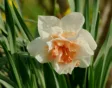 Win prachtige narcissen en tulpen bij de Bloembollenparade van Gardeners' World en Natural Bulbs!