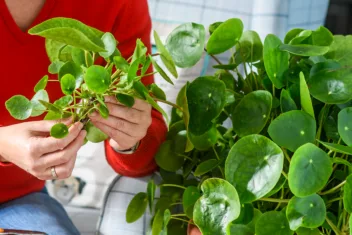 Handen met moederplant en stek van pannenkoekplant.
