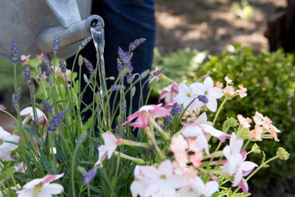 Gieter geeft planten water bij warm weer, onder andere lavendel, siertabak en verbena.