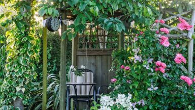 Een knusse achtertuin waar rozen, clematis en klimop zorgen voor een gelaagde, samenhangende look rondom een tuinhuis.