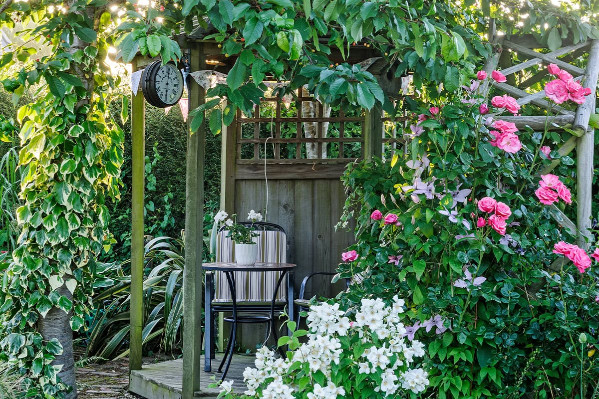 Een knusse achtertuin waar rozen, clematis en klimop zorgen voor een gelaagde, samenhangende look rondom een tuinhuis.
